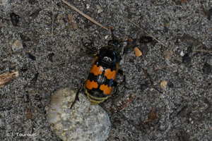 <i>Nicrophorus vespillo</i> (Linnaeus, 1758) © J. Touroult