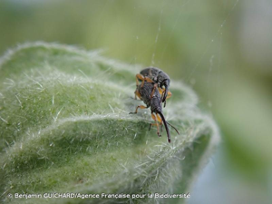 <i>Rhopalapion longirostre</i> (Olivier, 1807) © Benjamin GUICHARD/Agence Française pour la Biodiversité