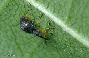 <i>Protapion fulvipes</i> (Geoffroy <i>in</i> Fourcroy, 1785) © C. Quintin