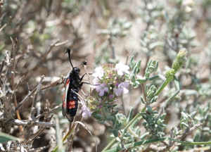 <i>Zygaena sarpedon</i> (Hübner, 1790) © S. Wroza