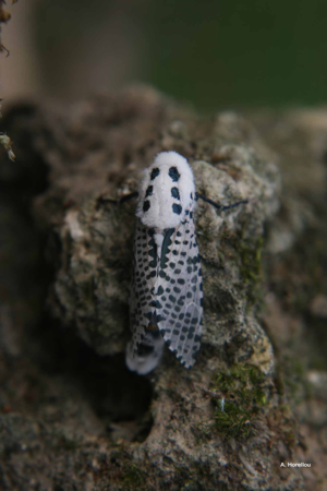 <i>Zeuzera pyrina</i> (Linnaeus, 1761) © A. Horellou