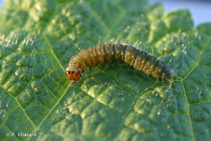 <i>Cacoecimorpha pronubana</i> (Hübner, 1799) © P. Chatard