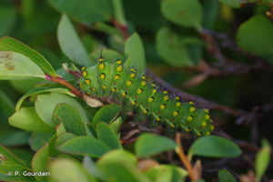 <i>Saturnia pavonia</i> (Linnaeus, 1758) © P. Gourdain