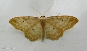 <i>Idaea fuscovenosa</i> (Goeze, 1781) © F. Michalke
