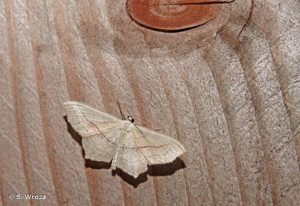 <i>Scopula imitaria</i> (Hübner, 1799) © S. Wroza
