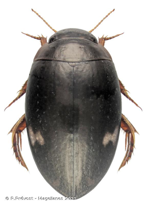  © P.Prévost - Magellanes 2021