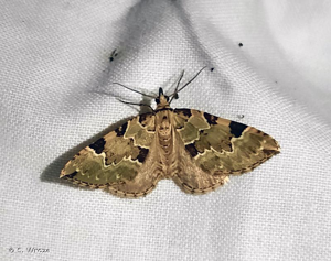 <i>Colostygia pectinataria</i> (Knoch, 1781) © S. Wroza