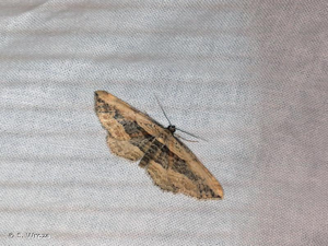 <i>Costaconvexa polygrammata</i> (Borkhausen, 1794) © S. Wroza
