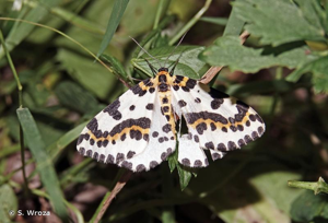 <i>Abraxas grossulariata</i> (Linnaeus, 1758) © S. Wroza