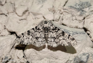 <i>Biston betularia betularia</i> (Linnaeus, 1758) © S. Wroza