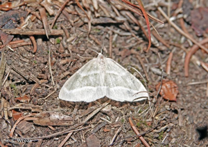 <i>Hylaea fasciaria</i> (Linnaeus, 1758) © S. Wroza