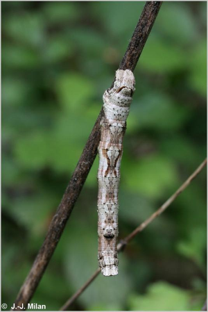 <i>Crocallis elinguaria</i> (Linnaeus, 1758) © 
