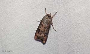 <i>Agrotis ipsilon ipsilon</i> (Hufnagel, 1766) © S. Wroza