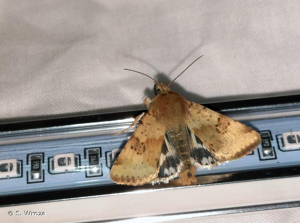 <i>Heliothis viriplaca</i> (Hufnagel, 1766) © S. Wroza