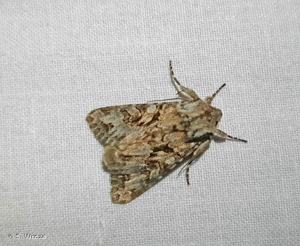 <i>Hada plebeja</i> (Linnaeus, 1761) © S. Wroza