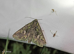 <i>Trachea atriplicis</i> (Linnaeus, 1758) © S. Wroza
