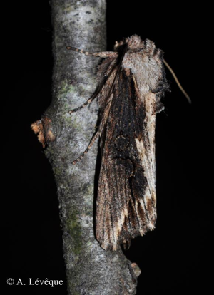 <i>Egira conspicillaris</i> (Linnaeus, 1758) © A. Lévêque