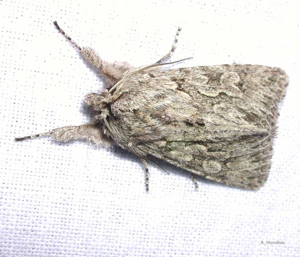 <i>Xylocampa areola</i> (Esper, 1789) © A. Horellou