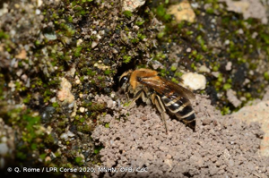 <i>Colletes hederae</i> Schmidt & Westrich, 1993 © Q. Rome / LPR Corse 2020, MNHN, OFB, CdC