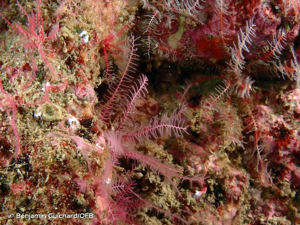 <i>Antedon bifida</i> (Pennant, 1777) © Benjamin Guichard/OFB