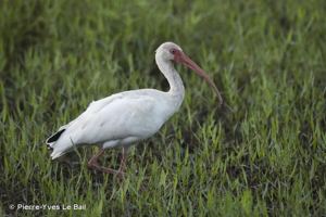 <i>Eudocimus albus</i> (Linnaeus, 1758) © Pierre-Yves Le Bail