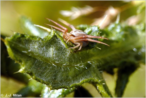 <i>Runcinia grammica</i> (C.L. Koch, 1837) © J.-J. Milan