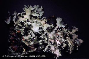  © R. Poncet - LPR Corse - MNHN, CdC, OFB