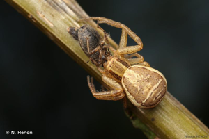 <i>Xysticus ulmi</i> (Hahn, 1831) © N. Henon