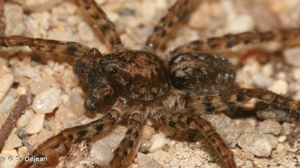 <i>Arctosa similis</i> Schenkel, 1938 © S. Déjean