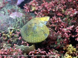 <i>Mimachlamys varia</i> (Linnaeus, 1758) © Benjamin GUICHARD/Agence des aires marines protégées