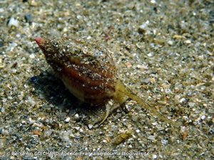 <i>Tritia reticulata</i> (Linnaeus, 1758) © Benjamin GUICHARD/Agence Française pour la Biodiversité