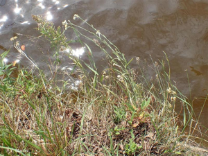 <i>Laphangium luteoalbum</i> (L.) Tzvelev, 1994 © 