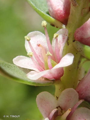 <i>Lysimachia maritima</i> (L.) Galasso, Banfi & Soldano, 2005 © H. TINGUY