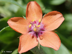 <i>Lysimachia arvensis</i> (L.) U.Manns & Anderb., 2009 © H. TINGUY