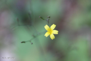 <i>Lactuca muralis</i> (L.) Gaertn., 1791 © E. VALLEZ