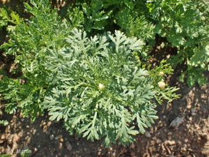<i>Glebionis coronaria</i> (L.) Cass. ex Spach, 1841 © 