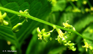 <i>Dioscorea communis</i> (L.) Caddick & Wilkin, 2002 © F. Michalke