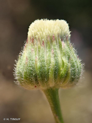 <i>Erigeron floribundus</i> (Kunth) Sch.Bip., 1865 © H. TINGUY