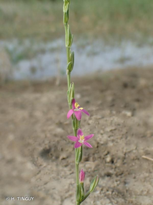 <i>Schenkia spicata</i> (L.) G.Mans., 2004 © H. TINGUY