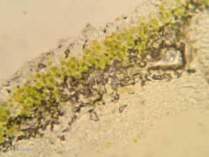 <i>Physcia aipolia</i> (Ehrh. ex Humb.) Fürnr., 1839 © R. Poncet