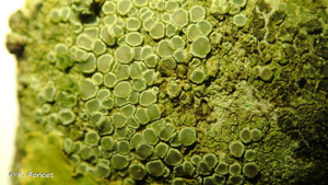 <i>Lecanora strobilina</i> (Spreng.) Kieff., 1895 © R. Poncet