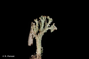 <i>Cladonia ramulosa</i> (With.) J.R.Laundon, 1984 © R. Poncet