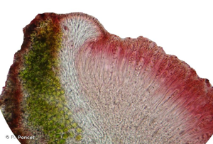 <i>Blastenia crenularia</i> (With.) Arup, Søchting & Frödén, 2013 © R. Poncet