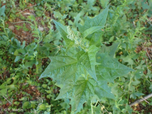 <i>Chenopodiastrum hybridum</i> (L.) S.Fuentes, Uotila & Borsch, 2012 © 