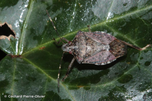 <i>Halyomorpha halys</i> (Stål, 1855) © Cochard Pierre-Olivier