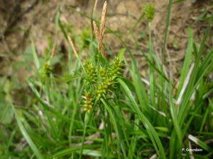 <i>Carex demissa</i> Hornem., 1806 © P. Gourdain
