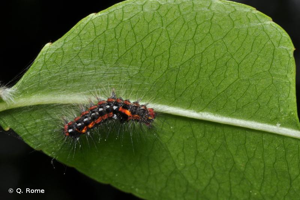 <i>Sphrageidus similis</i> (Fuessly, 1775) © Q. Rome