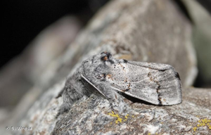 <i>Gynaephora fascelina</i> (Linnaeus, 1758) © S. Wroza