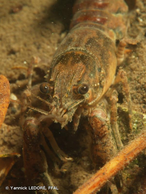 <i>Faxonius limosus</i> (Rafinesque, 1817) © Yannick LEDORÉ, FFAL