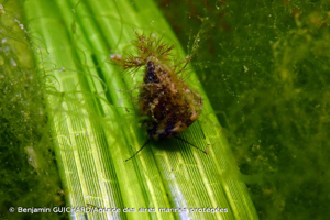 <i>Steromphala umbilicalis</i> (da Costa, 1778) © Benjamin GUICHARD/Agence des aires marines protégées